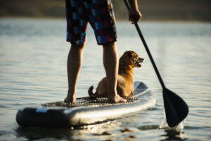 A dog and his owner paddleboard in Buffalo New York as Ellicott Development lists the top ten recreational activities in Buffalo