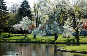 A beautiful park in Buffalo New York on a sunny day as Ellicott Development lists the top outdoor adventures in Buffalo